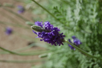 Homegrown Lavender 1 (blossom)