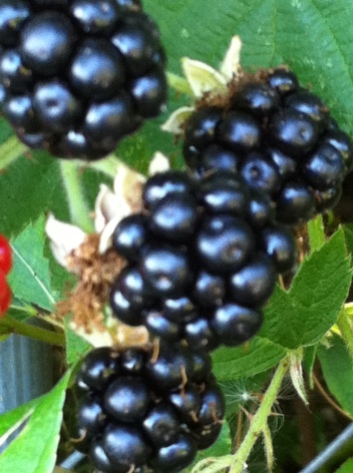 Wild Blackberries 1