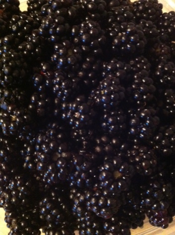 Wild Blackberry Harvest