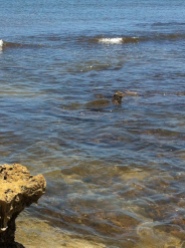 Turtles at Haleiwa Beach 1