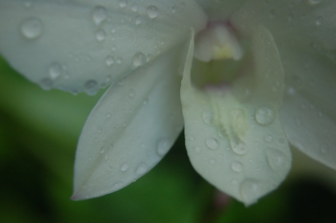 Homegrown White Orchid w Droplets